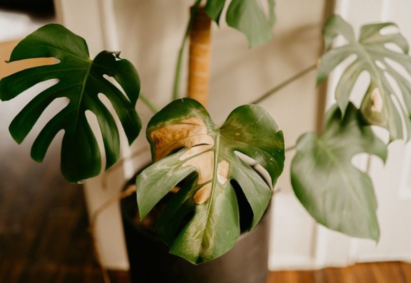 Solution How to Fix An Underwatered Monstera