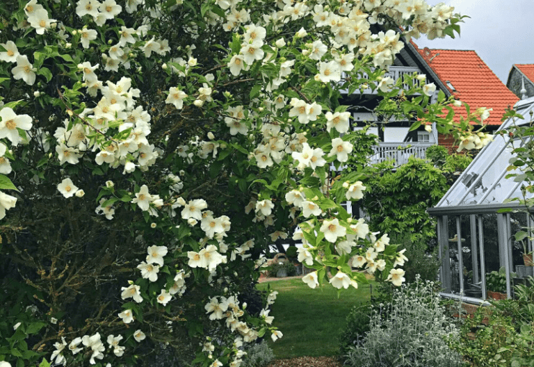 Spring Flowering-Shrubs To Add Color To Your Early-Season Garden