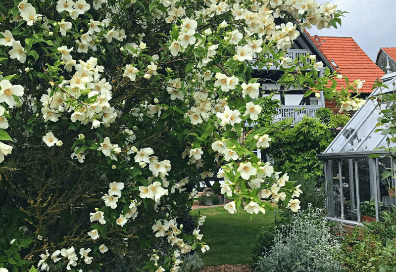 Spring Flowering-Shrubs To Add Color To Your Early-Season Garden