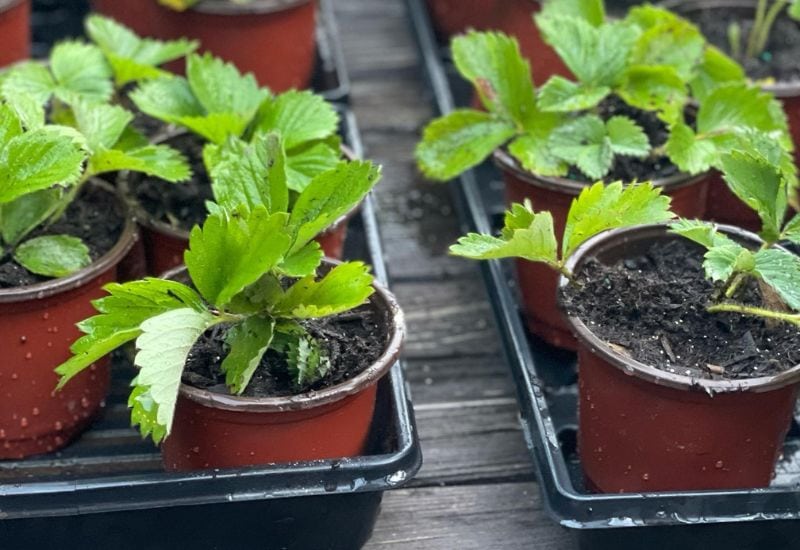 Start your everbearing strawberry seeds indoors