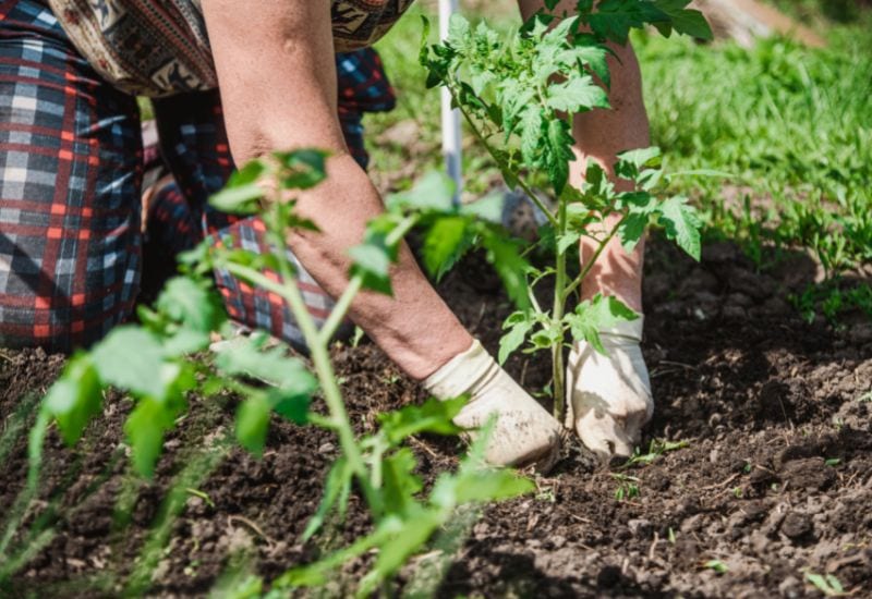 Starting Tomatoes Off Right – When To Plant Tomatoes For A Successful Growing Season