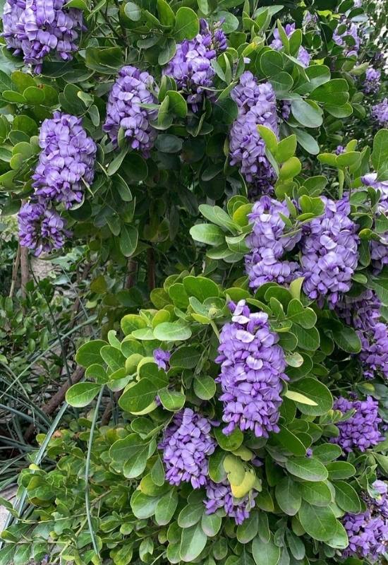 8 Stunning Ornamental Trees With Blue Flowers For Your Yard 8 Texas Mountain Laurel (Sophora secundiflora)
