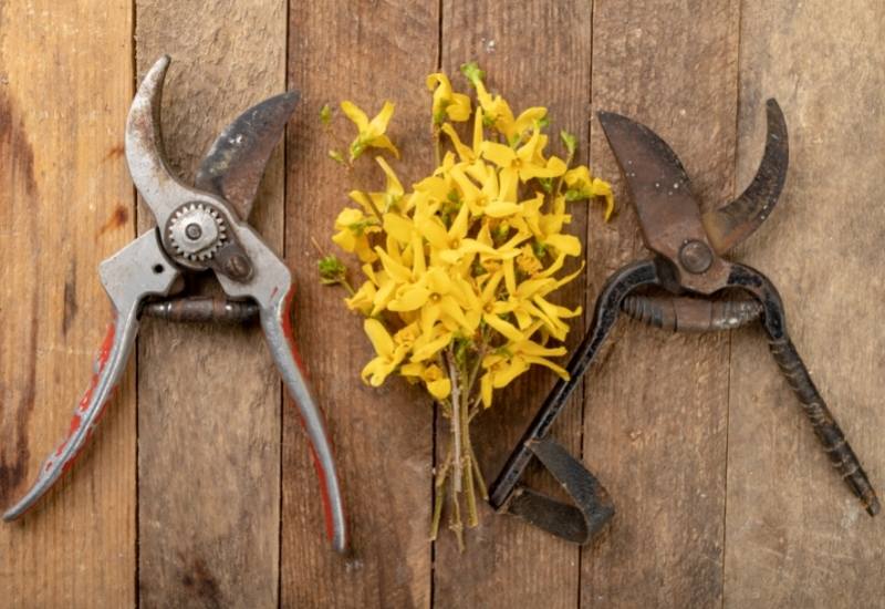 When and How to Prune Forsythia Without Sacrificing Next Year's Blooms 6 The Tools You Need To Prune Forsythia