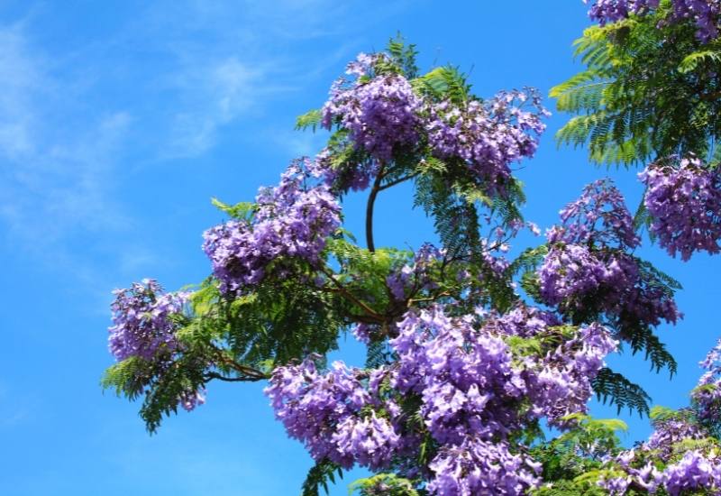 8 Stunning Ornamental Trees With Blue Flowers For Your Yard