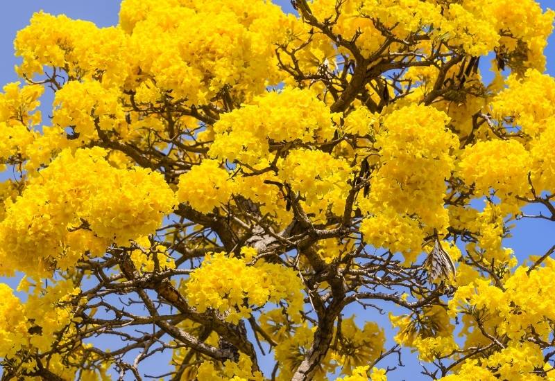 Yellow Trees Bring the Energy of the Sun to Your Garden!