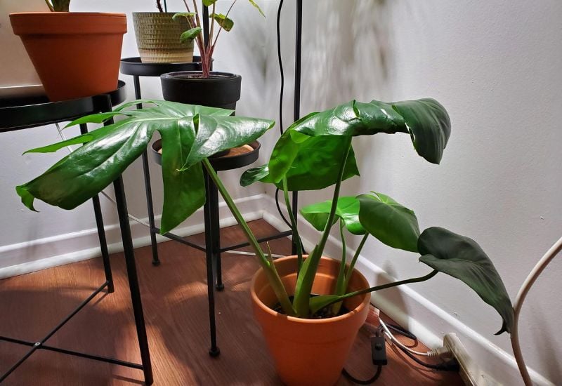 Types of Leaf Curling Your Monstera May Be Experiencing