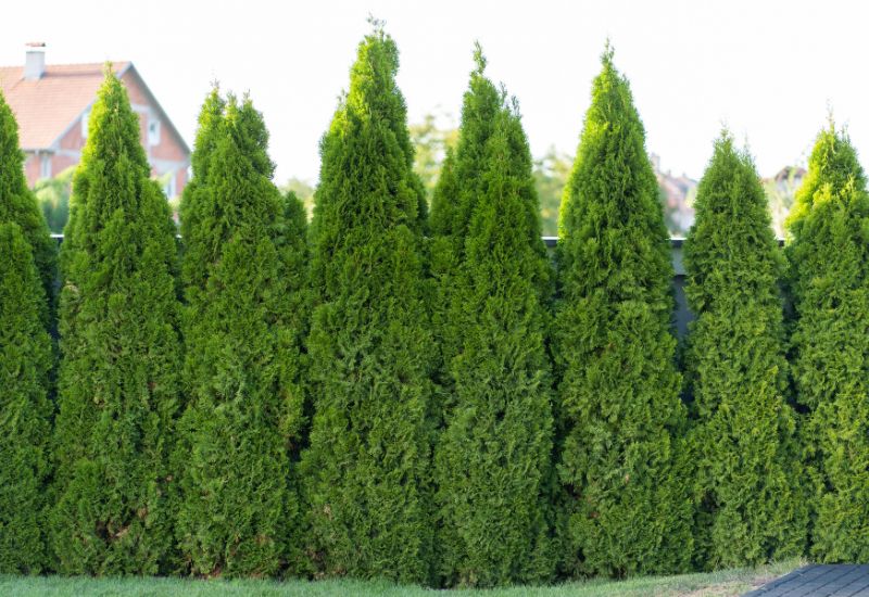 Use Tall and Narrow Trees for Hedges