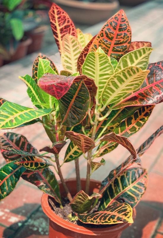 Variegated Croton (Codiaeum variegatum; Croton variegatum)