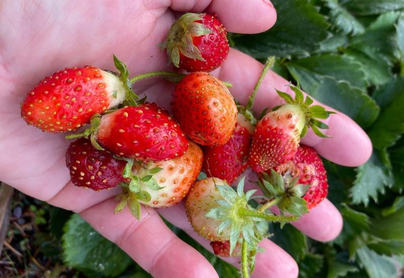 What Are Everbearing Strawberries?