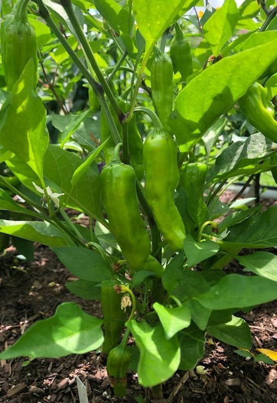 What Are Shishito Peppers?