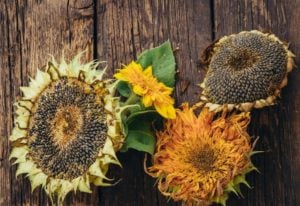 Sunflowers on wooden background
