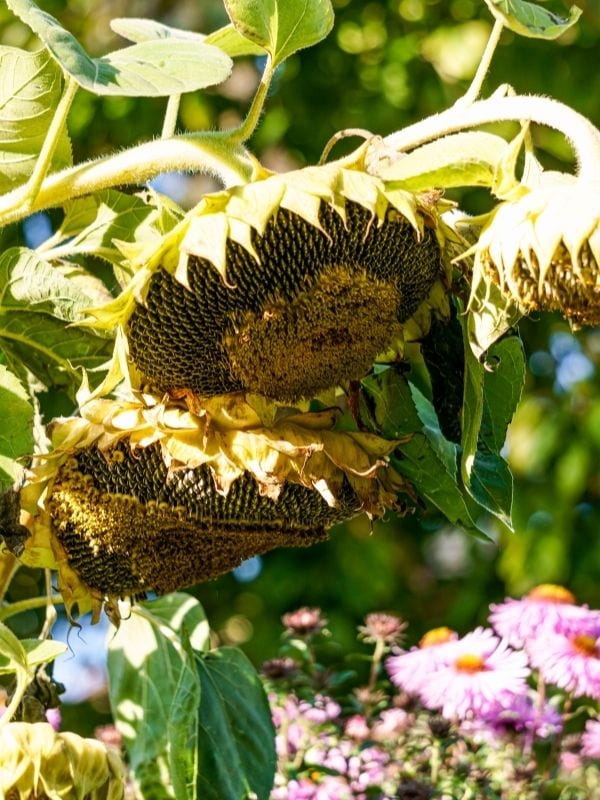When To Harvest Sunflower Seeds