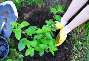 When, Why and How to Transplant Hydrangeas