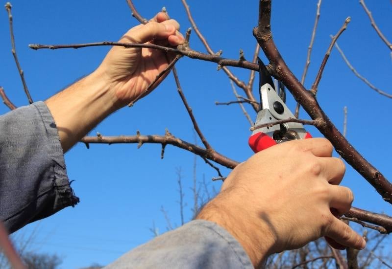 How To Prune Forsythia: A Step By Step Guide