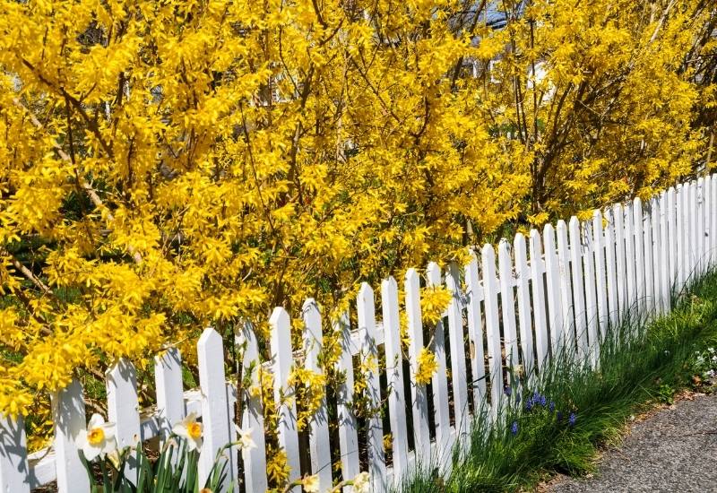 Pruning Forsythia: Work With The Shrub, Not Against It!