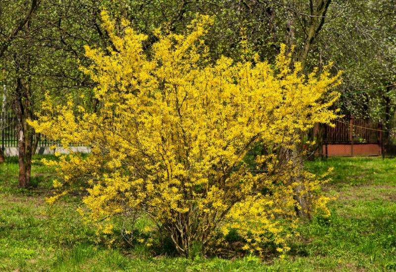 When You Should Prune Your Forsythia