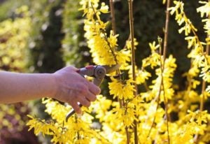 When and How to Prune Forsythia