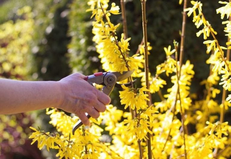 When and How to Prune Forsythia Without Sacrificing Next Year’s Blooms