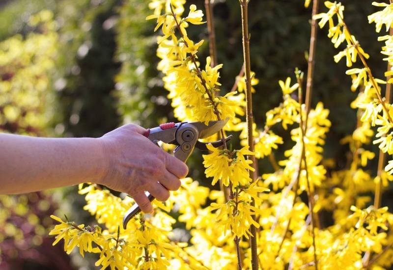 When and How to Prune Forsythia