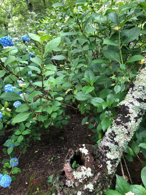 Why You Should Change the Position of Your Hydrangea in your Garden