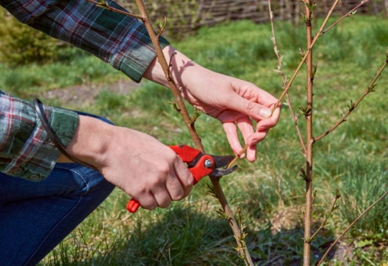 When and How to Prune Forsythia Without Sacrificing Next Year's Blooms 2 Why You Should Prune Forsythia