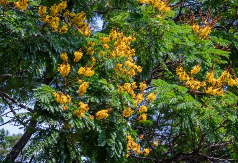 Yellow Flame Tree (Peltophorum pterodarpum)