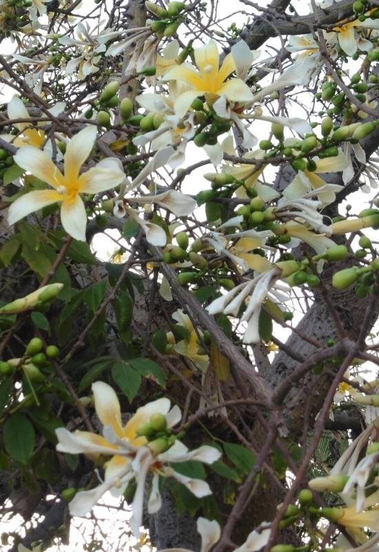 Yellow Silk Floss Tree (Ceiba speciosa)