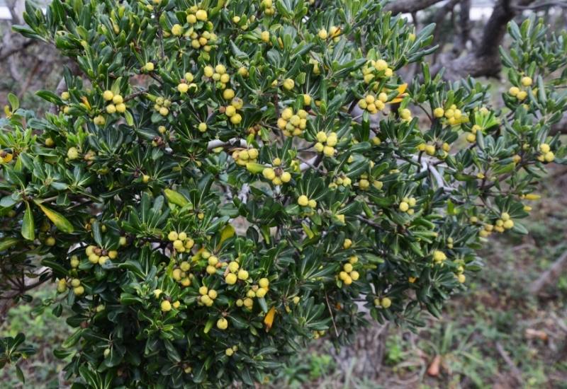 Yellow Weeping Pittosporum (Pittosporum phillyreoides)