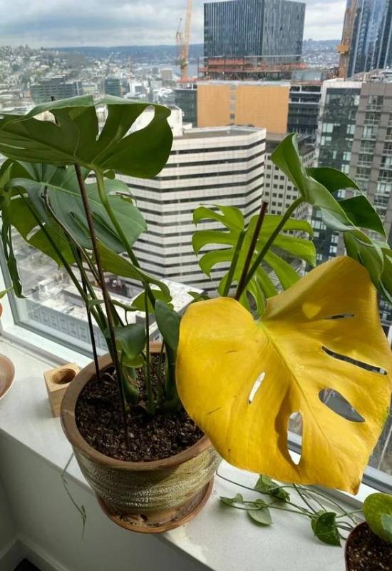 Your Monstera Has Been Underwatered