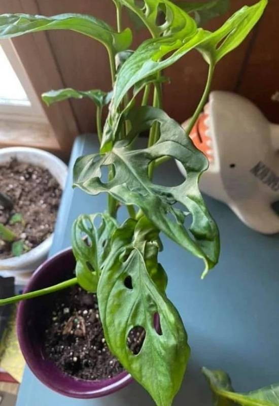 Your Monstera Leaves Could Be Curling Because It Has Pests