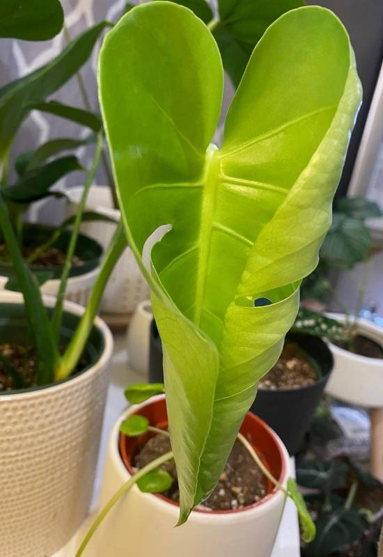 Your Monstera’s Leaf Might Still Be Unfurling