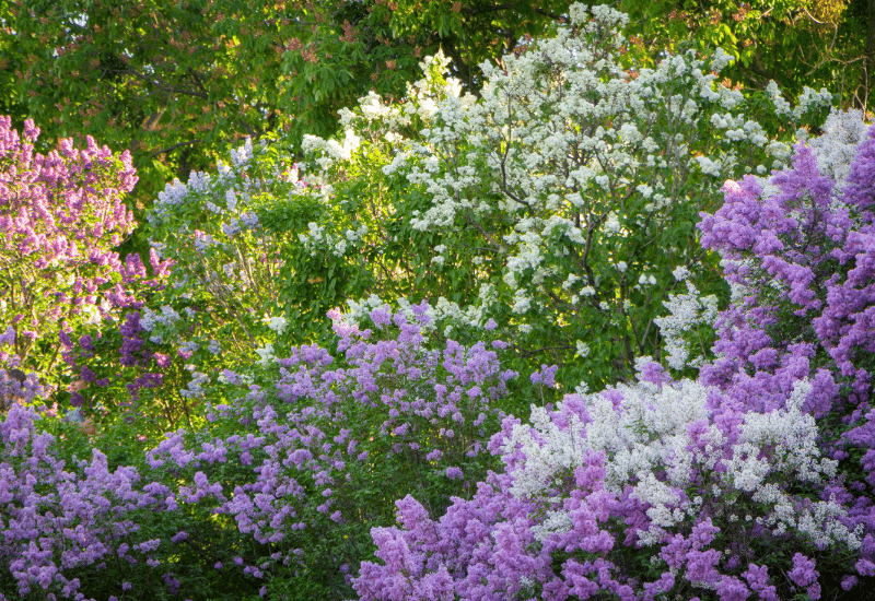lilac flowers in spring garden