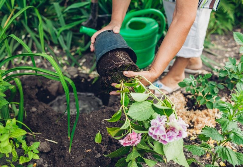 transplanting your hydrangea from container to soil