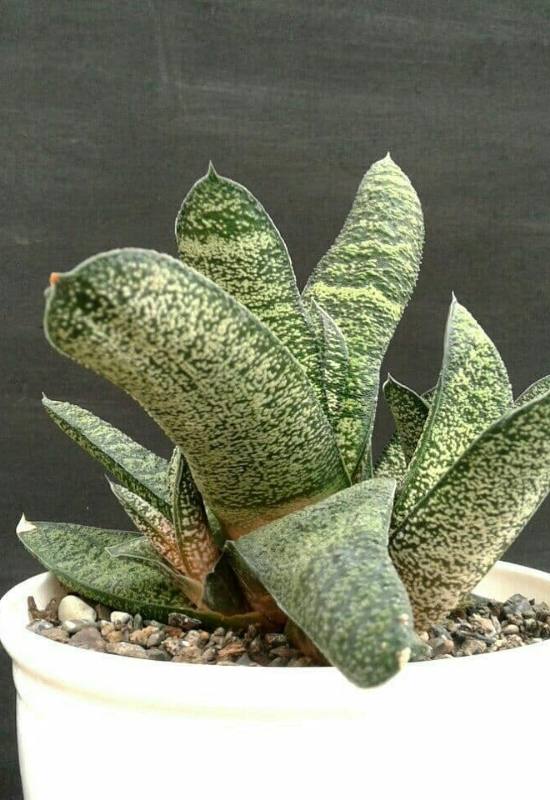 &lsquo;Aramatsu&rsquo; Gasteria (Gasteria &lsquo;Aramatsu&rsquo;)