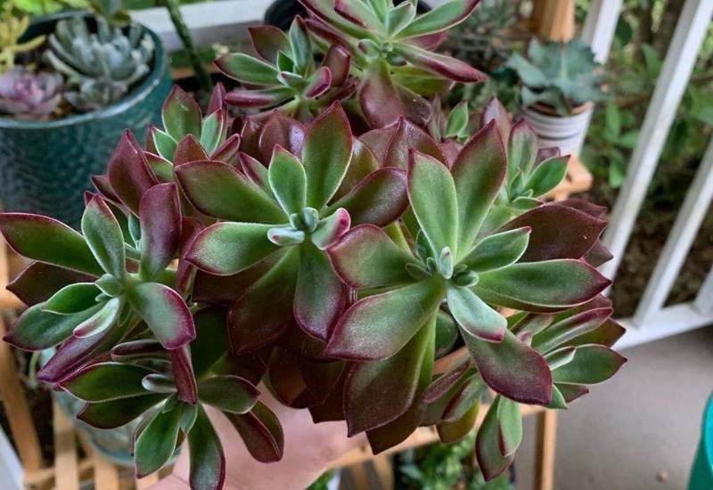 15 Succulent Plants with Fuzzy, Velvety Leaves That Are Fun to Grow and Display 21