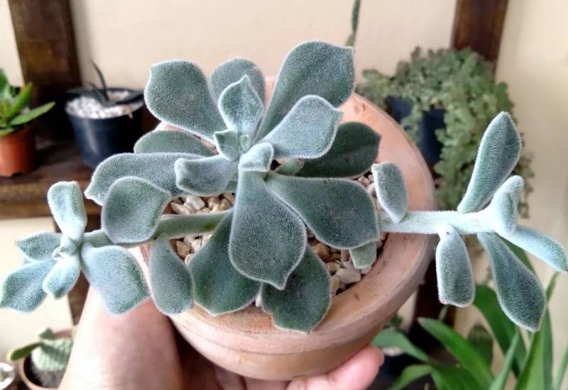 15 Succulent Plants with Fuzzy, Velvety Leaves That Are Fun to Grow and Display 17