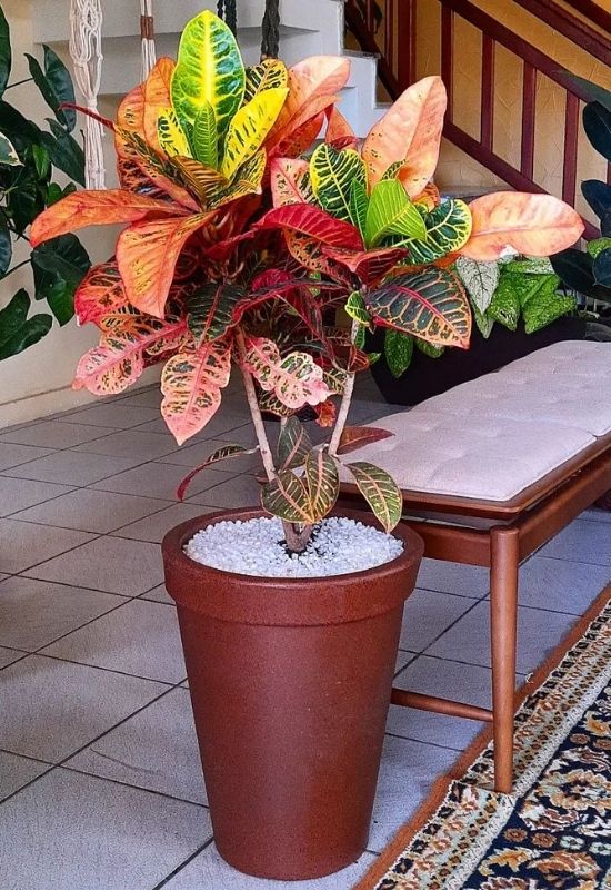 ‘Petra’ Croton