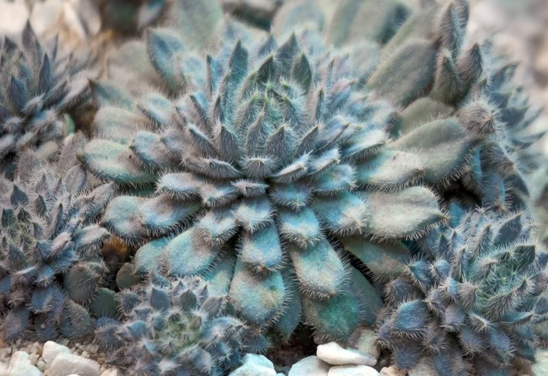 15 Succulent Plants with Fuzzy, Velvety Leaves That Are Fun to Grow and Display