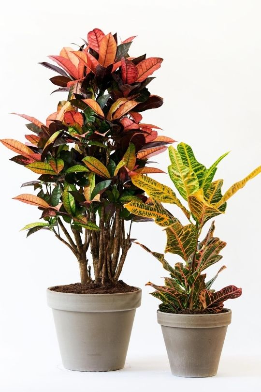 About Croton: More Than a Simple Houseplants