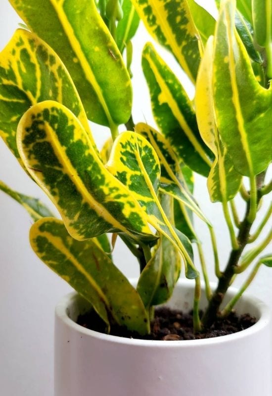 Banana’ Croton
