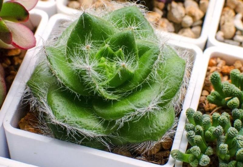 15 Succulent Plants with Fuzzy, Velvety Leaves That Are Fun to Grow and Display 2