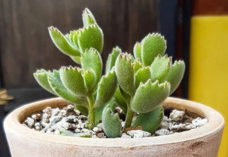 15 Succulent Plants with Fuzzy, Velvety Leaves That Are Fun to Grow and Display 7