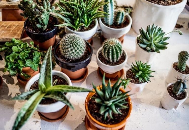 20 Easy-to-Grow Indoor Succulents to Grow in Your Home