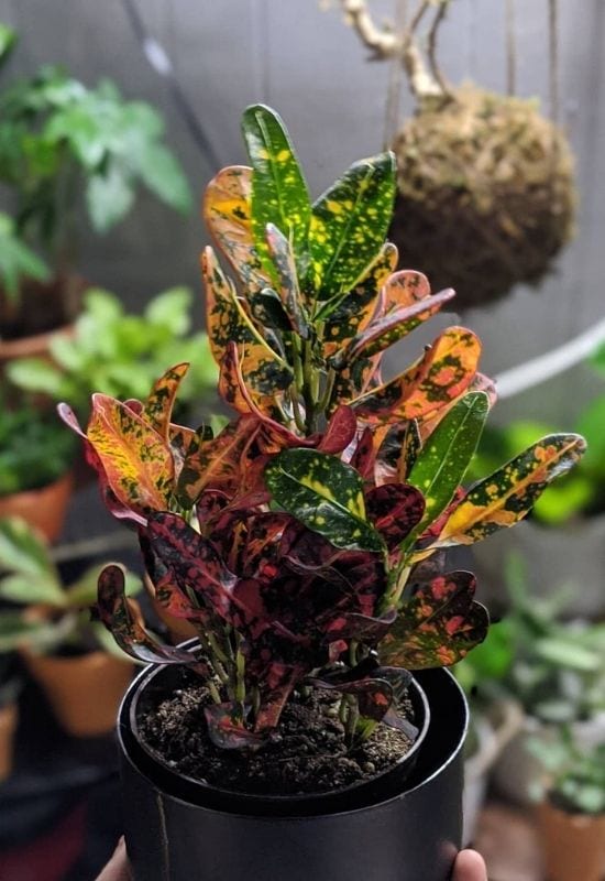 Bush On Fire Croton