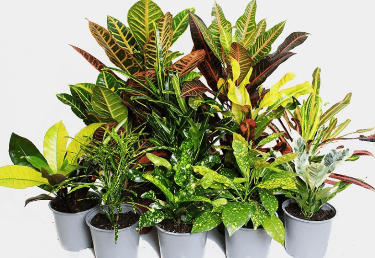 18 Colorful Croton Plant Varieties That Stand Out from All the Green