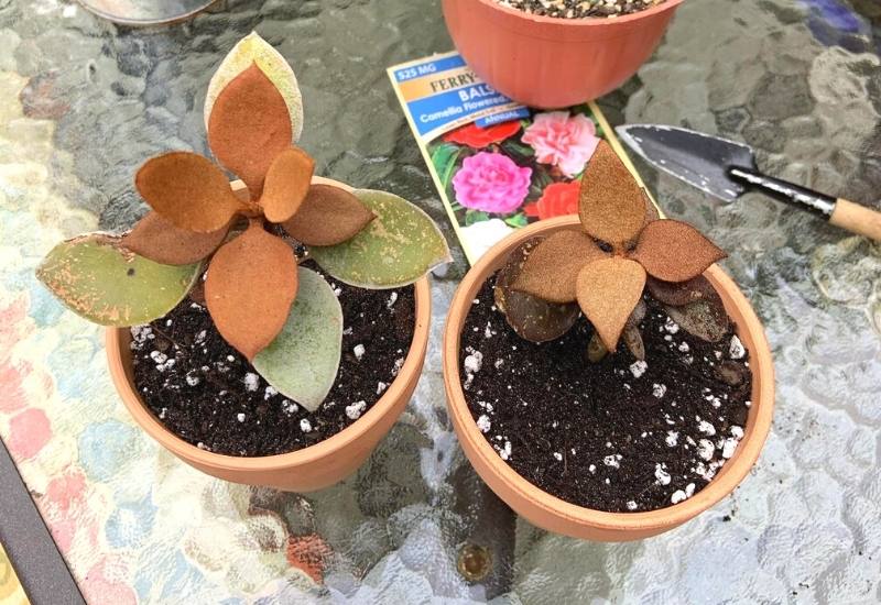 15 Succulent Plants with Fuzzy, Velvety Leaves That Are Fun to Grow and Display 11