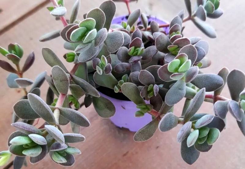 15 Succulent Plants with Fuzzy, Velvety Leaves That Are Fun to Grow and Display 14