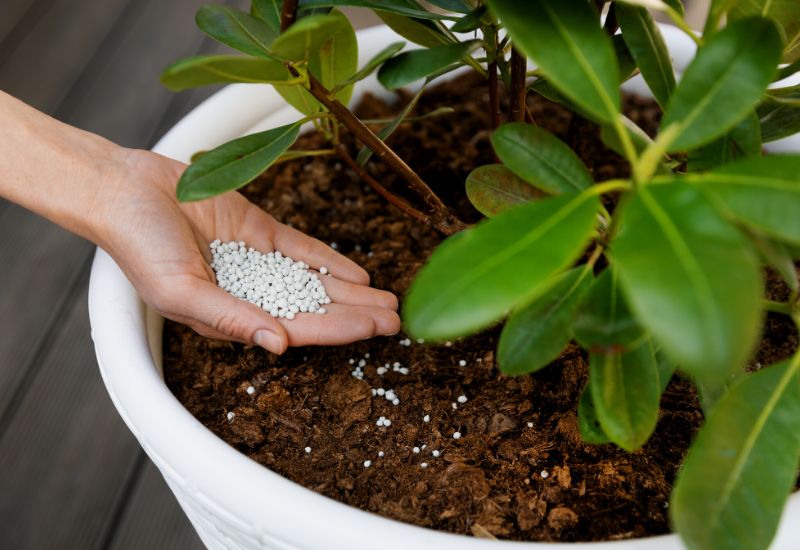Do Plants Need Fertilizer