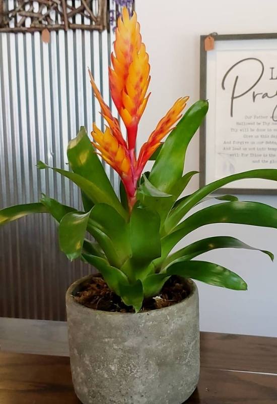 Flaming Sword Plant (Vriesea splendens)