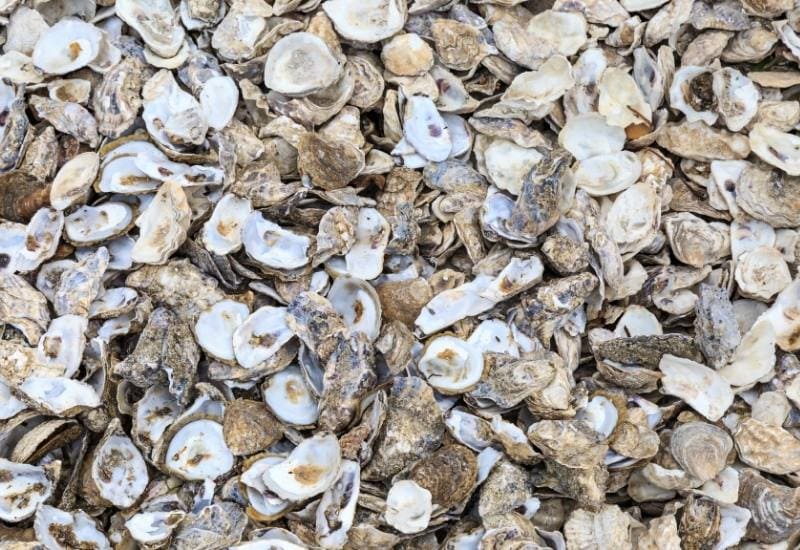Ground Oyster Shells